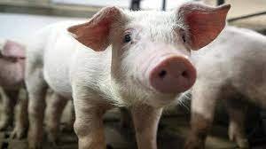 Swine Fever Outbreak: हांगकांग में 900 सुअरों को दी जाएगी दर्दनाक मौत, जानें क्या है वजह? 2 image 3