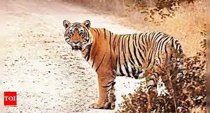 Corbett National Park News: कॉर्बेट नेशनल पार्क के बाघों का आतंक, चार महिलाओं की ली जान, इस इलाके में दहशत 2 image 166