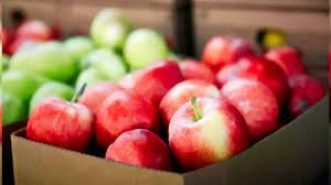 Turkish Apples Rejected: ठुकराए जा रहे तुर्की के सेब, अब कश्मीरियों की उम्मीदें जगीं 3 image 58