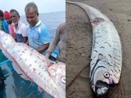 Odisa Doomsday Fish Mystery: ओडिशा में दिखी रहस्यमयी मछली! आपदाओं से जुड़ी है डरावनी मान्यताएं 5 image 100