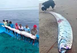 Odisa Doomsday Fish Mystery: ओडिशा में दिखी रहस्यमयी मछली! आपदाओं से जुड़ी है डरावनी मान्यताएं 2 image 97
