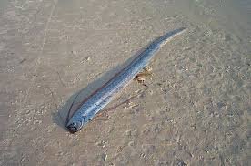 Odisa Doomsday Fish Mystery: ओडिशा में दिखी रहस्यमयी मछली! आपदाओं से जुड़ी है डरावनी मान्यताएं 3 image 98