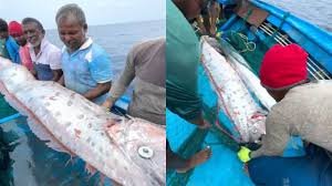 Odisa Doomsday Fish Mystery: ओडिशा में दिखी रहस्यमयी मछली! आपदाओं से जुड़ी है डरावनी मान्यताएं 4 image 99