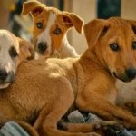 WhatsApp Image 2026 01 14 at 2.41.32 PM 1